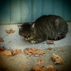 Chat endormi entouré de feuilles