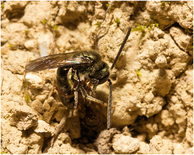 IMG 0046 Miner Bee Ant