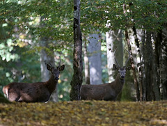 deux jeunes cerfs ( daguets ) dont un exceptionel  .....