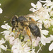 IMG 0664 Bee-6