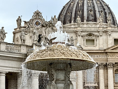 Vatican 2026 – Gulls bathing themselves