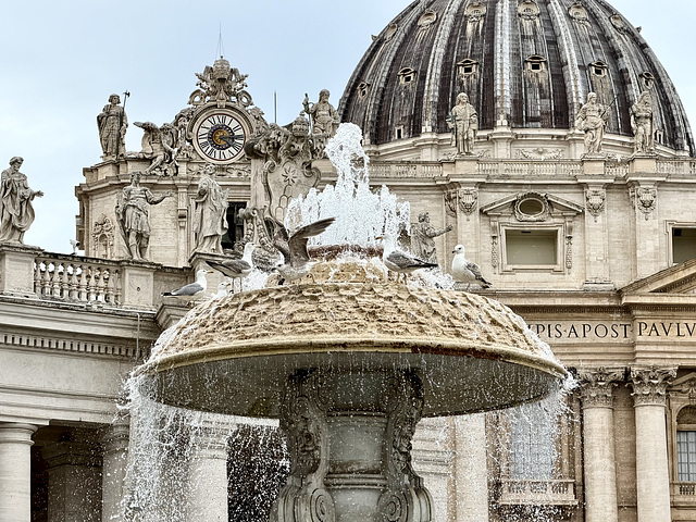 Vatican 2026 – Gulls bathing themselves