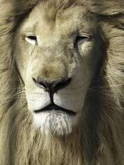 White Lion - Sandown Zoo