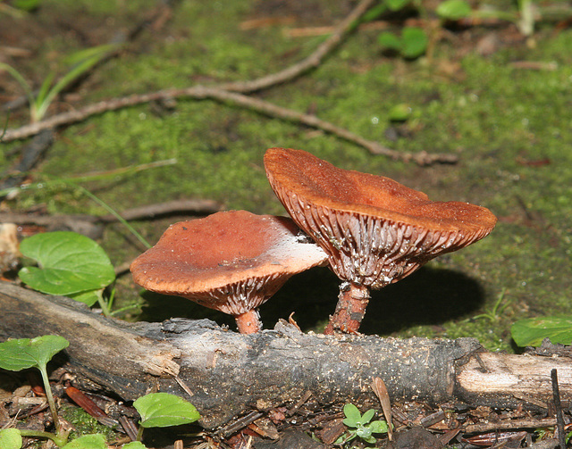 champignon-- mushroom