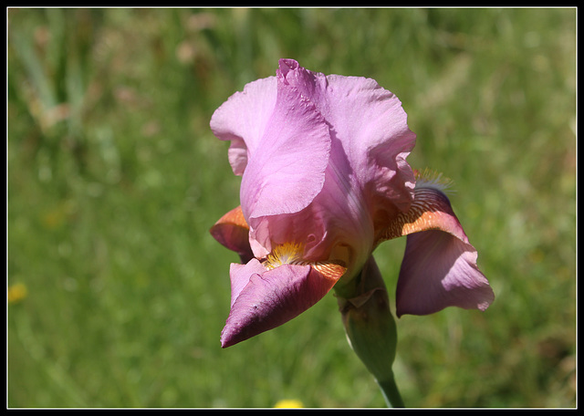 Giant Rose (2)