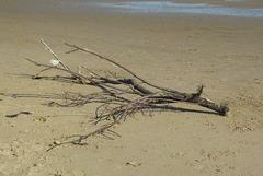 Driftwood