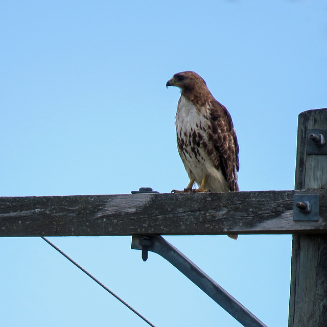 Red-tailed Hawk