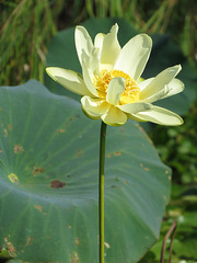 Lotus (Nelumbo lutea)