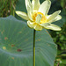 Lotus (Nelumbo lutea)
