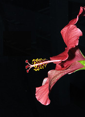 hibiscus 2 DSC0435