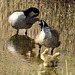 geese family DSC0805