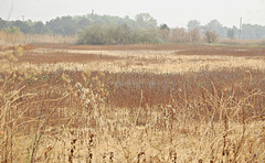 Smoky Cosumnes River Preserve