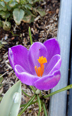 le premier crocus dans ma commune