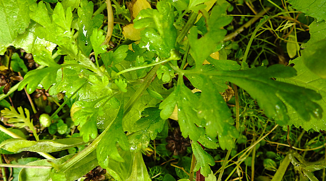 20210823 2534CPw [D~LIP] Mutterkraut (Tanacetum parthenium) Blatt, Bad Salzuflen