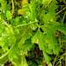 20210823 2534CPw [D~LIP] Mutterkraut (Tanacetum parthenium) Blatt, Bad Salzuflen