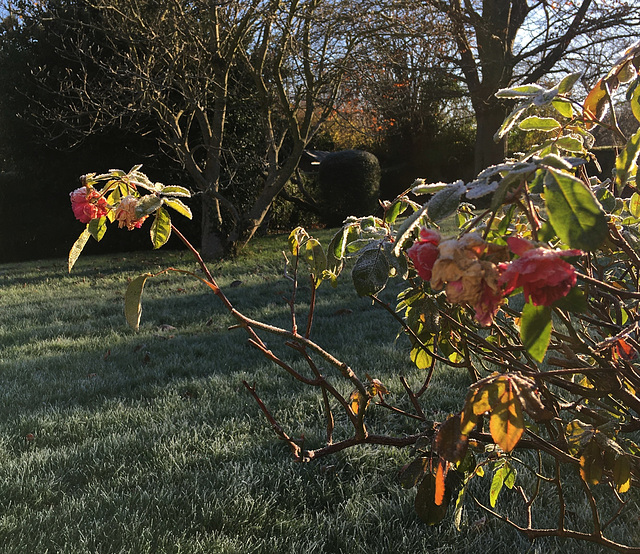 Gelée de roses