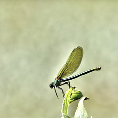 Madame Calopteryx (Splendens)