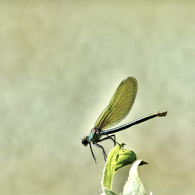 Madame Calopteryx (Splendens)