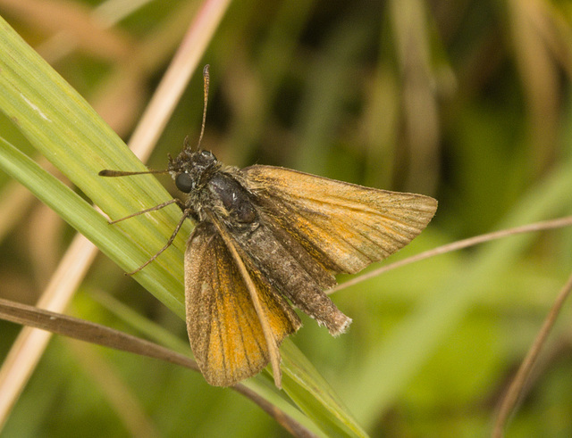 IMG 0683 Small Skipper-1