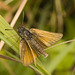 IMG 0683 Small Skipper-1