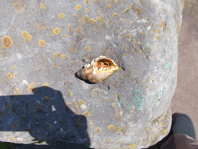 oaw[25] - hermit crab in whelk shell