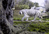 White Tiger - Sandown Zoo Isle of Wight
