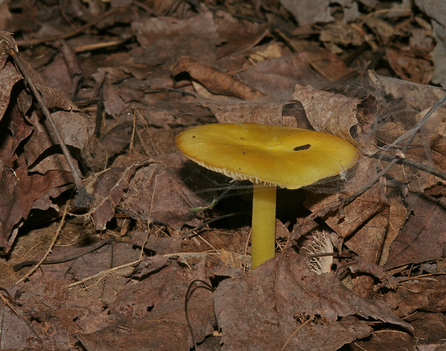 champignon-- mushroom