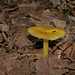 champignon-- mushroom