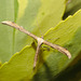 IMG 7079moth