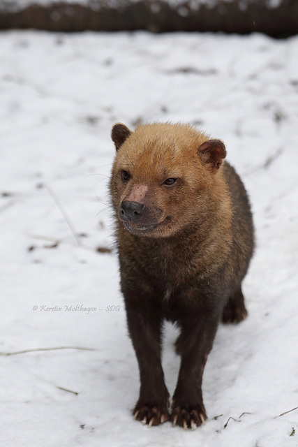 Waldhund im Schnee (Wilhelma)