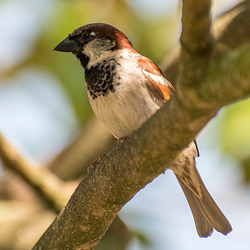 Sparrow2 Sparrow2