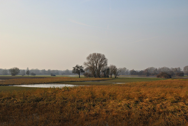 Rheinwiese, heute vor 2 Jahren