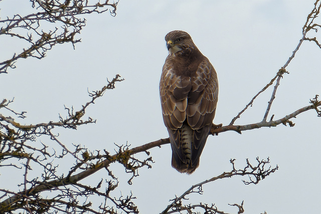 Buzzard