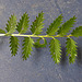 20210823 2534CPw [D~LIP] Kleiner Wiesenknopf (Sanguisorba minor) Blatt, Bad Salzuflen