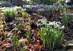 Snowdrops and Cyclamen