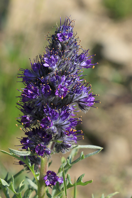 Silky Phacelia