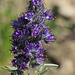 Silky Phacelia