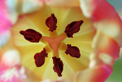 Tulpe innen 9er focus, tulip inside, 9 focus stack