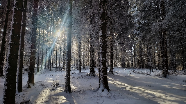 Wald. Kalt.