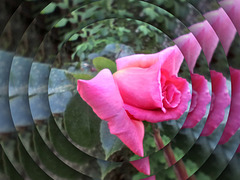 Rose ave Mirror Lab . Bon week-end.