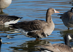 Greater White-Fronted Goose