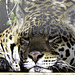 Jaguar - Sandown Zoo Isle of Wight
