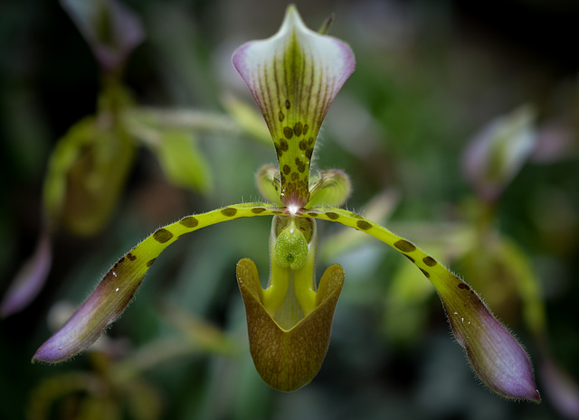 Orchideenausstellung