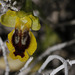 Au cœur de l'ophrys....