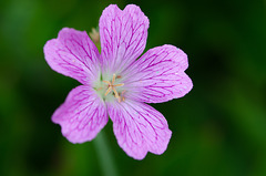 Geranium