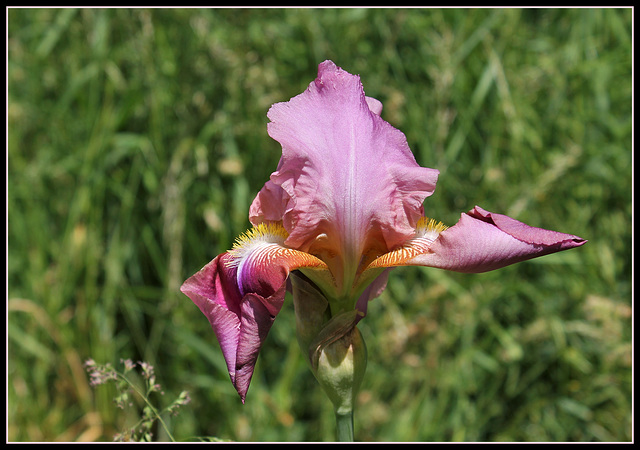 Giant Rose (3)