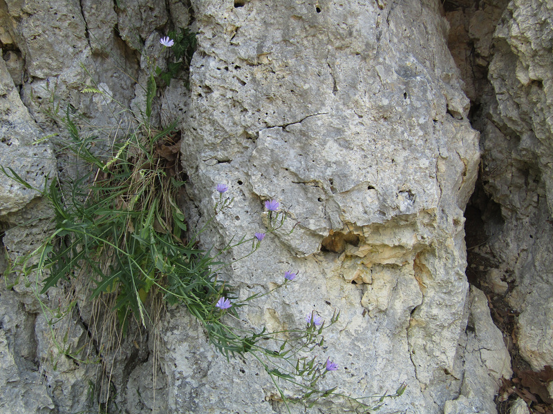 Blümchen am Fels