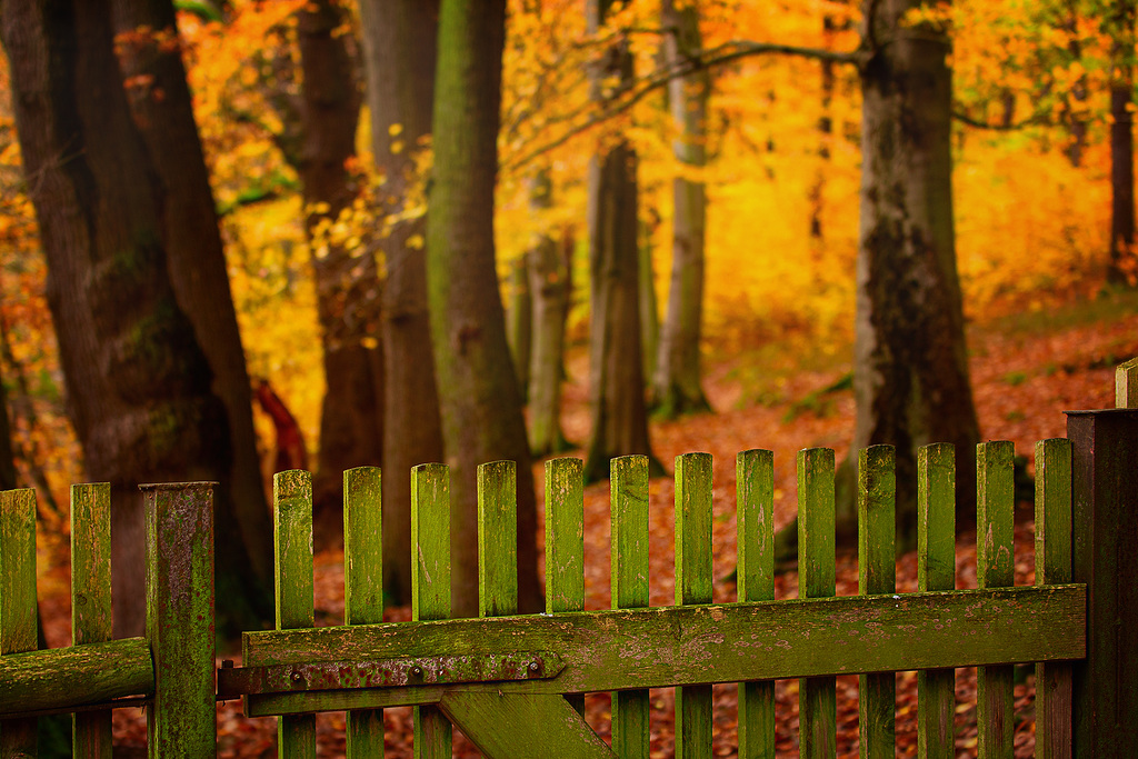 ... und hinterm Zaun der Wald