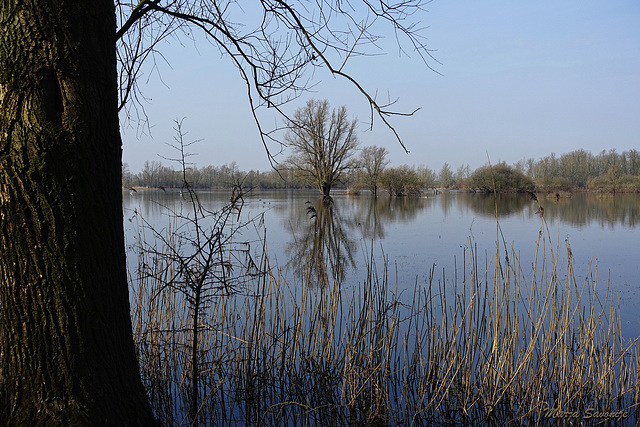 Plas met bomen