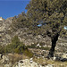 Oak, granite, Monastery and El Cancho Largo
